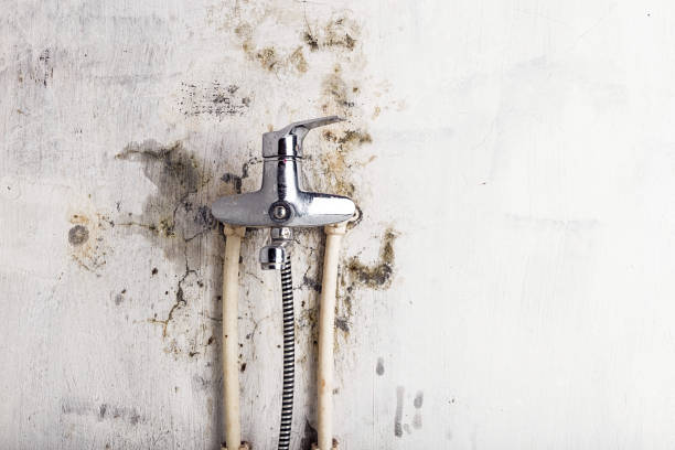 Best Local Mold Removal Service  in Bement, IL