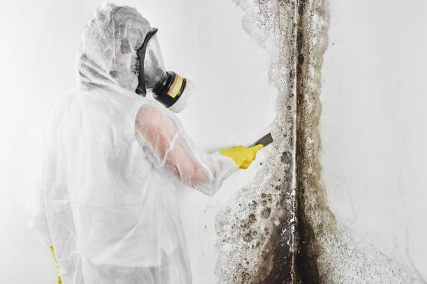 Best Toxic Mold Removal  in Bement, IL