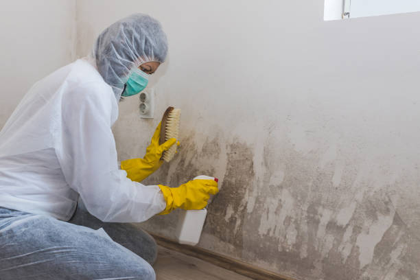 Mold Removal and Inspection in Bement, IL