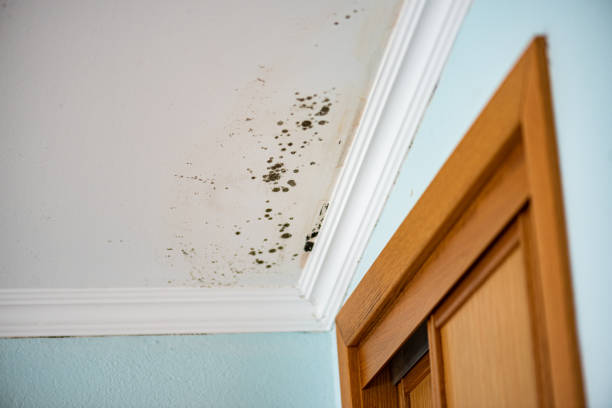 Best Fast Mold Removal  in Bement, IL