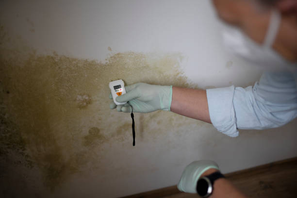 Best Certified Mold Removal  in Bement, IL