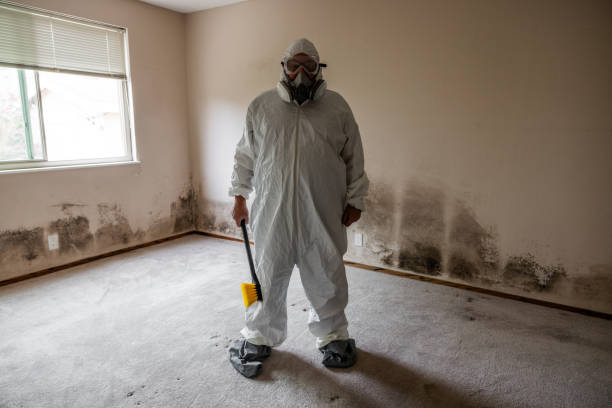 Best Commercial Mold Removal  in Bement, IL