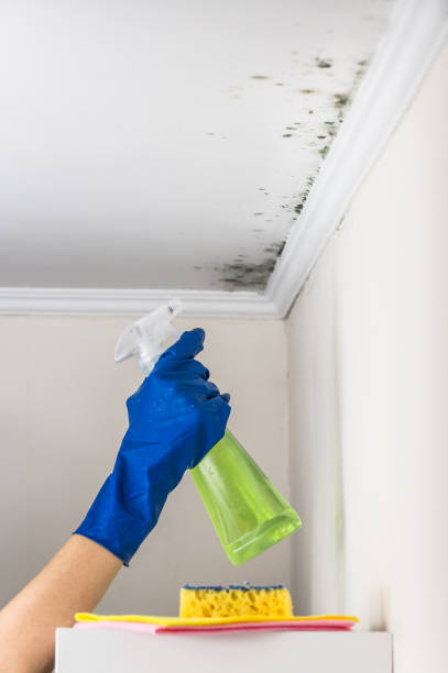 Best Mold Damage Repair  in Bement, IL